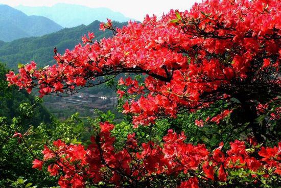 南陽(yáng)老界嶺