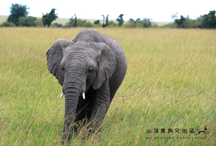 馬賽馬拉：它不是一個(gè)國家公園