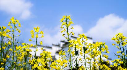 【享玩婺源】<婺源篁嶺、三清山、南昌四日高鐵團(tuán)>