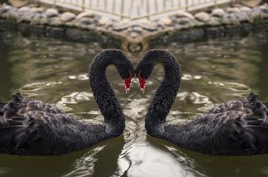 景點：黑天鵝