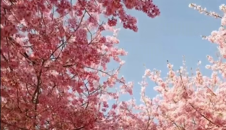 漳平永福櫻花封面圖