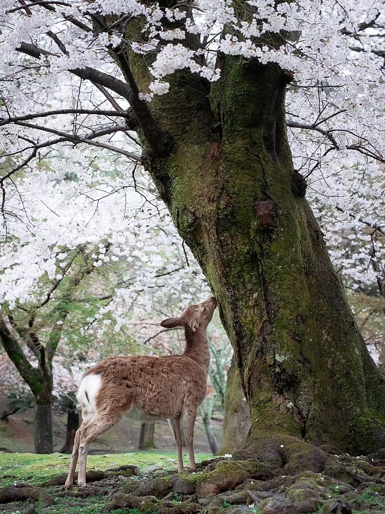 奈良公園封面圖
