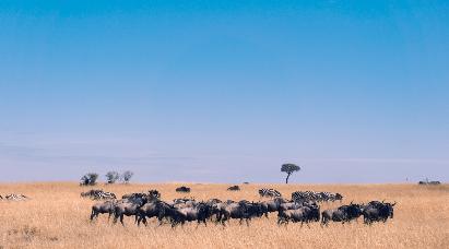 【尼羅河的低語(yǔ)】<埃及游輪10天>乘坐海南航空公司，全程直航，特別包含開(kāi)羅阿斯旺內(nèi)陸航班！