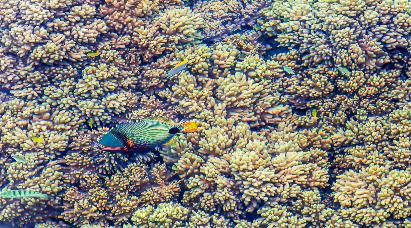 【皇牌玩家】<奧克蘭、羅托魯亞、基督城、蒂卡波、庫(kù)克山、瓦納卡>新西蘭南北島10天繽紛夢(mèng)幻之旅