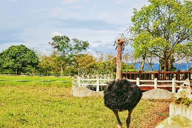 景點：鴕鳥