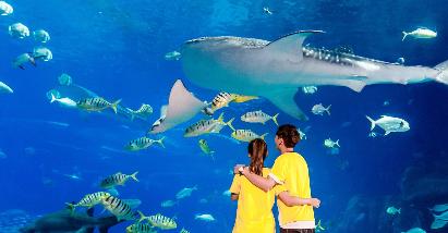 【天天出發(fā)】< 珠海長隆海洋王國一天直通車>