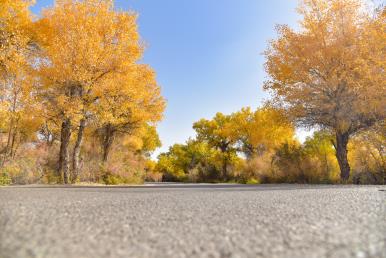 景點(diǎn)：輪臺(tái)胡楊林