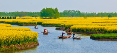 景點(diǎn)：美麗油菜花