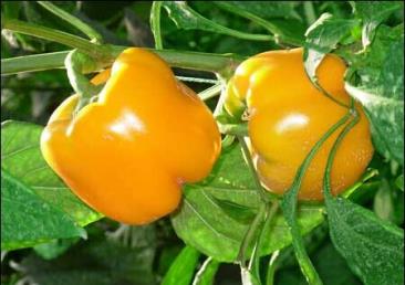 景點：從化寶趣水果