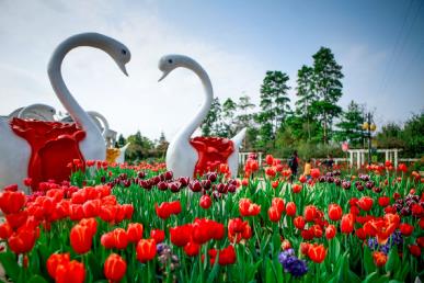 景點：從化荷蘭郁金香