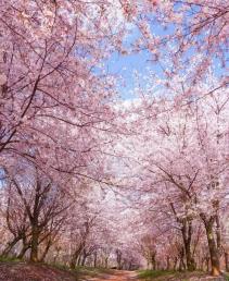 【櫻漫閩南】<漳州古城+大地土樓+永福櫻花+七彩官畬 動(dòng)車4天游>