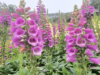 【標(biāo)準(zhǔn)團(tuán)】<龍門(mén)盛花谷景區(qū)/田園小火車(chē)、南昆山國(guó)家森林公園、入住《南昆山竹溪山境溫泉酒店》2天>